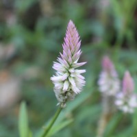 Celosia argentea L.